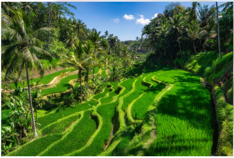 Green rice terraces in Ubud, Bali, Indonesia