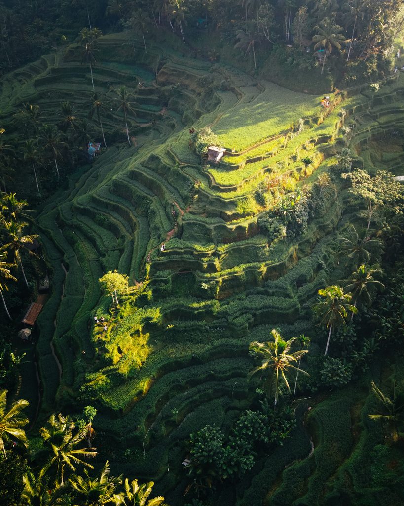 Green rice terraces in Ubud, Bali, Indonesia